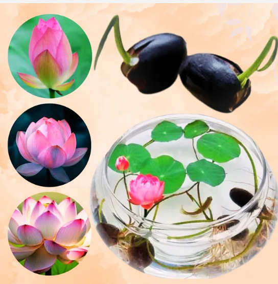 Lotus Flower Seeds For Home Aquatic Garden (100seeds)
