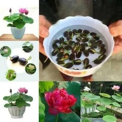 Lotus Flower Seeds For Home Aquatic Garden (100seeds)
